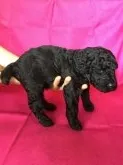 ミディアムプードル【岩手県・女の子・2016年6月7日・ブラック】の写真5