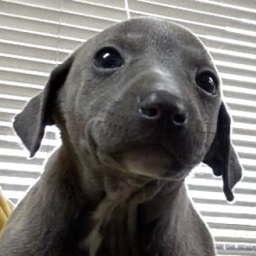 イタリアングレーハウンド【岐阜県・女の子・2025年4月12日・プルー&ホワイト】の写真「可愛い女の子」
