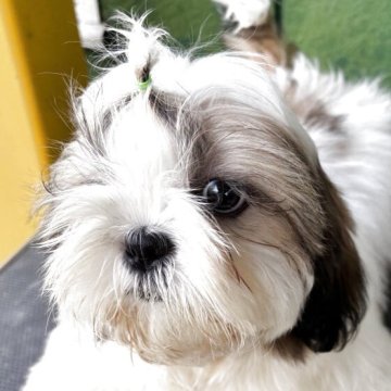 シーズー【岐阜県・男の子・2025年8月24日・ホワイト&ゴールド】の写真「可愛い男の子」