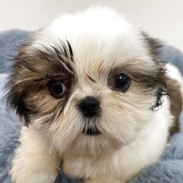 シーズー【岐阜県・女の子・2025年8月24日・ホワイト&ゴールド】の写真「紅1匹の可愛い子」