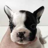 フレンチブルドッグ