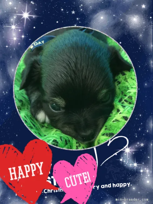 ID:1706-01448の子犬