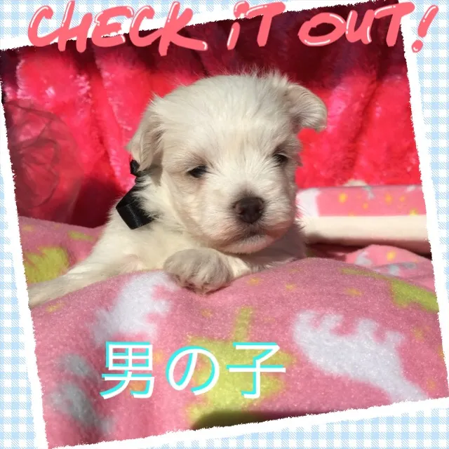 ID:1611-01701の子犬