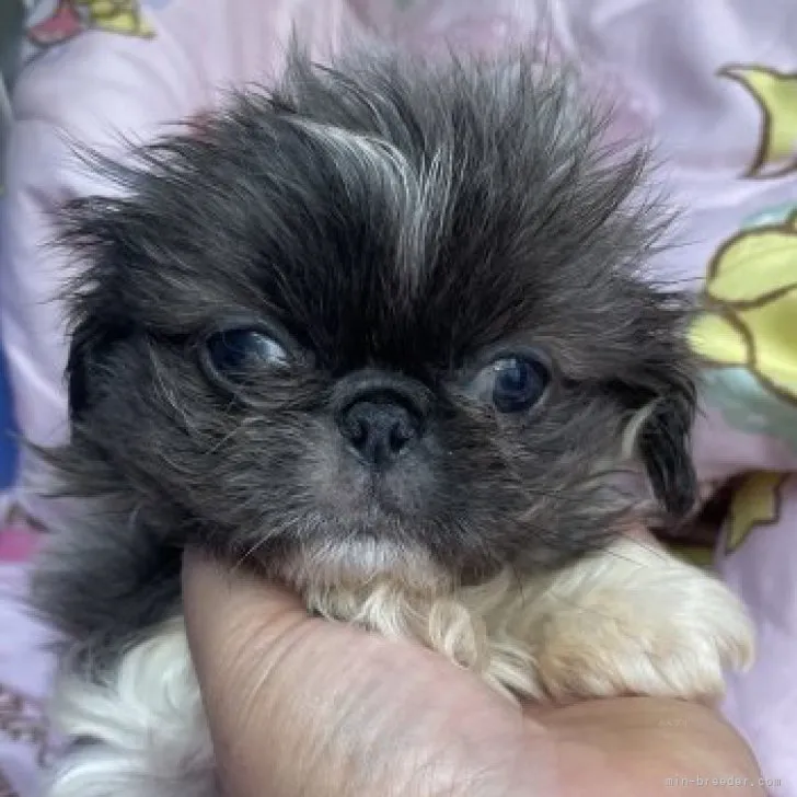 ID:2310-02285の子犬