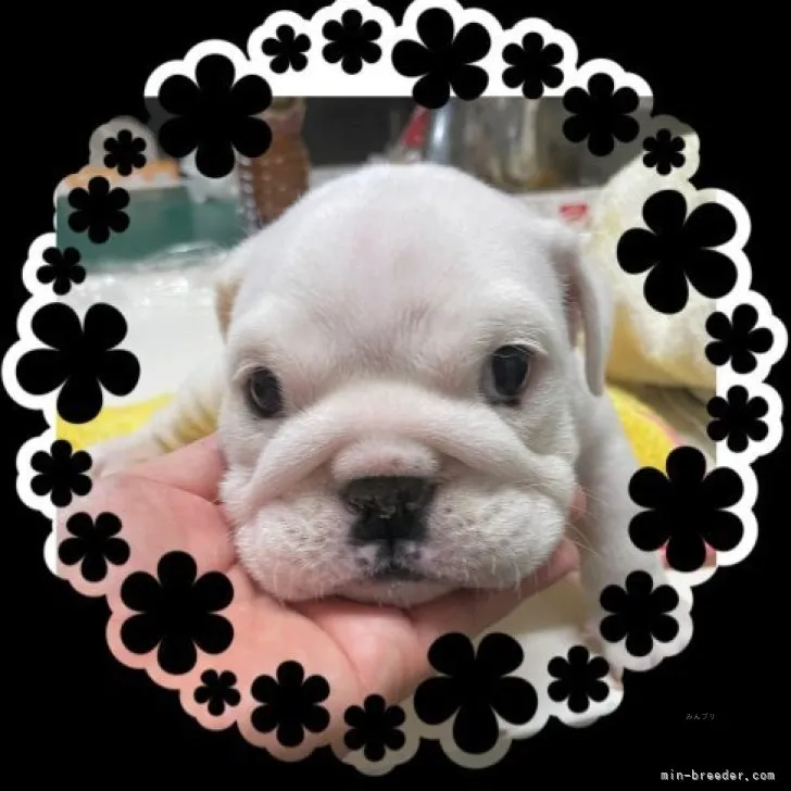 ID：2309-05927の子犬