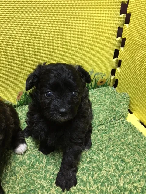 パパさん 様のお迎えした子犬