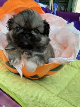 ペキニーズ【岐阜県・女の子・2021年9月19日・フォーン】の写真「おめめくりくり」