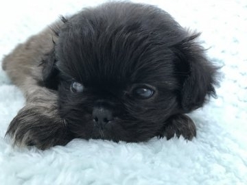 ペキニーズ【岐阜県・男の子・2018年5月19日・フォーン】の写真「兄妹で一番小さい子」