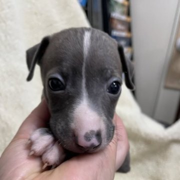 イタリアングレーハウンド【岐阜県・男の子・2023年2月27日・ブルー&ホワイト】の写真「男の子」