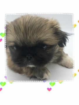 ペキニーズ【岐阜県・女の子・2020年5月2日・フォーン】の写真「かわいい女の子♪」