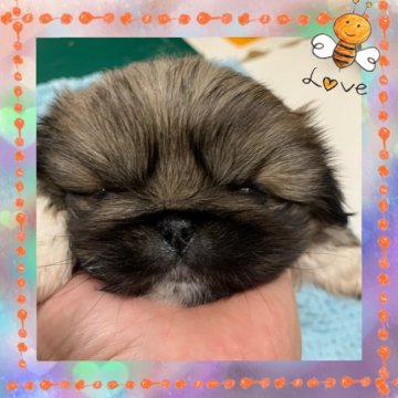 ペキニーズ【岐阜県・女の子・2021年5月3日・レッド】の写真「可愛い女の子」