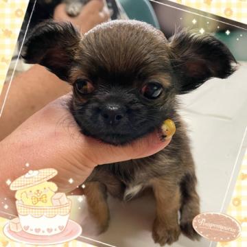 チワワ(ロング)【岐阜県・女の子・2022年7月24日・セーブル】の写真「可愛い姉妹」