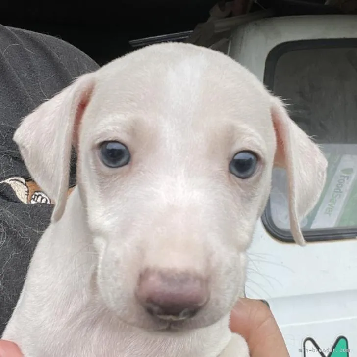 ID：2207-01413の子犬