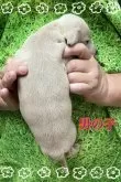イタリアングレーハウンド【岐阜県・男の子・2024年7月26日・フォーン】の写真3