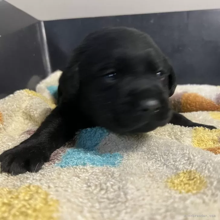 ID:2502-01734の子犬