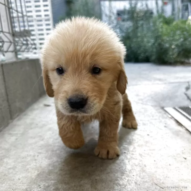 Y.H 様のお迎えした子犬