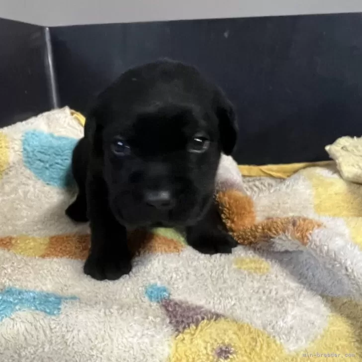 ID:2502-01746の子犬