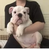 ブルドッグ