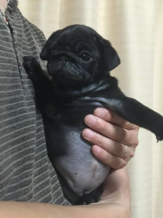 カメ 様のお迎えした子犬