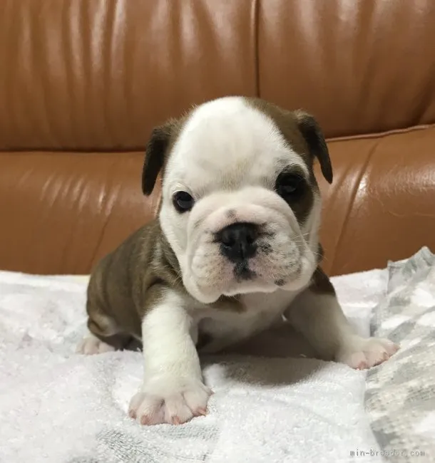 ID:1801-00451の子犬
