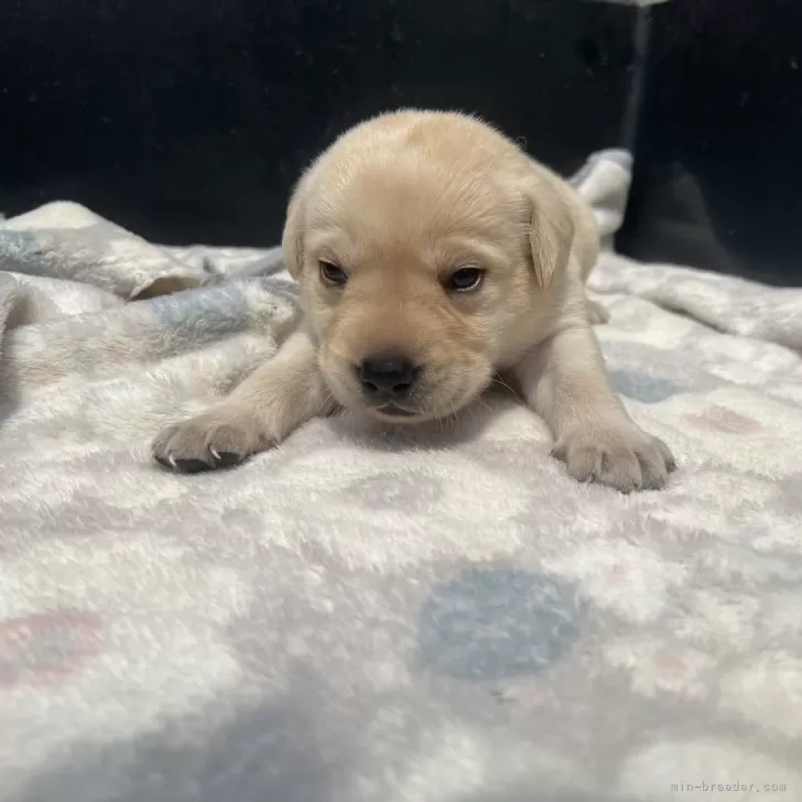ID：2406-00365の子犬