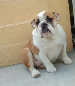 ID:1302-00409の子犬