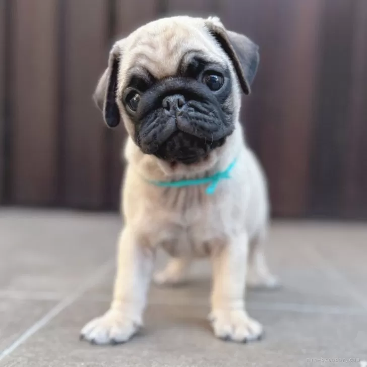 ID：2506-04672の子犬