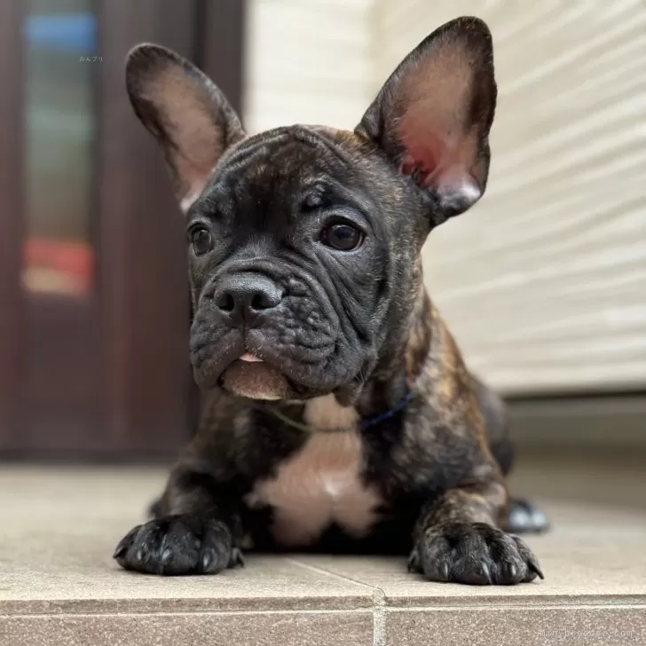 ID:2408-01815の子犬