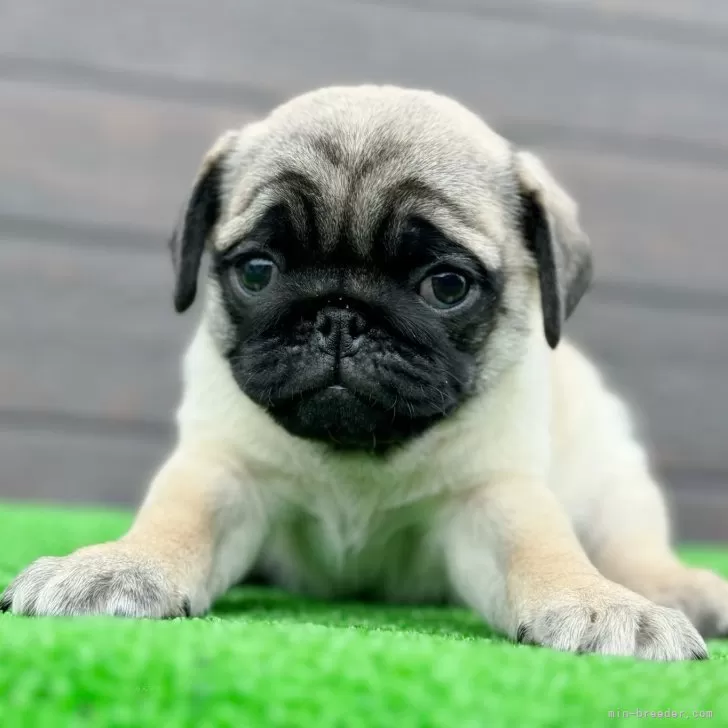 なつ 様のお迎えした子犬