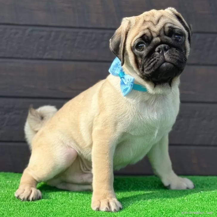 ぶぅちゃん 様のお迎えした子犬