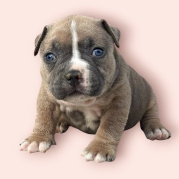 アメリカンブリー【香川県・女の子・2025年9月27日・トライカラー】の写真「ブルーフォーン」