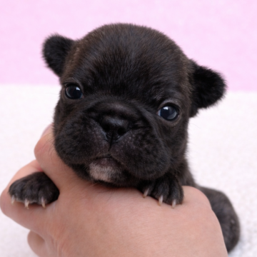 フレンチブルドッグ【香川県・女の子・2026年3月6日・ブリンドル】の写真「とっても可愛い子です🌸」