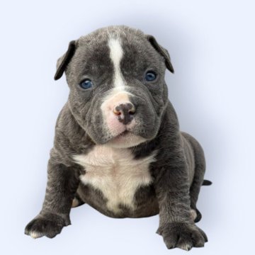 アメリカンブリー【香川県・男の子・2025年9月27日・ブルー】の写真「大人気のブルーの男の子です✨✨」