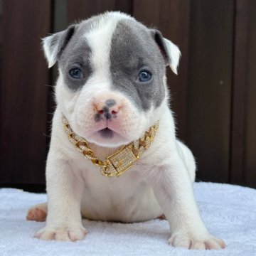 アメリカンブリー【香川県・男の子・2025年10月17日・ホワイト【ブルーカラーのアイパンチ】】の写真「ポケットタイプになります。」