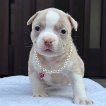 アメリカンブリー【香川県・女の子・2025年10月17日・シャンパン&ホワイト】の写真「ポケットタイプになります。」