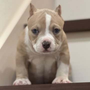 アメリカンブリー【香川県・男の子・2025年10月17日・ライラック&ホワイト】の写真「シャンパン系の男の子✨✨
お鼻の色素もバッチリ✨」