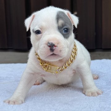 アメリカンブリー【香川県・男の子・2025年10月17日・ブルータン&ホワイト】の写真「ポケットタイプになります。」