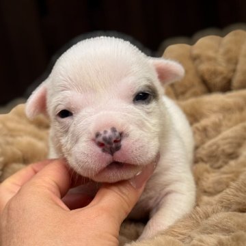 アメリカンブリー【香川県・女の子・2025年10月17日・ホワイト】の写真「ポケットタイプになります。」
