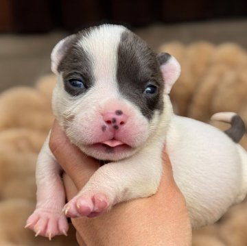 アメリカンブリー【香川県・男の子・2025年10月17日・ホワイト【ブルーカラーのアイパンチ】】の写真「ポケットタイプになります。」