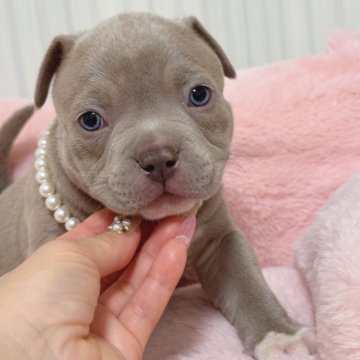 アメリカンブリー【香川県・男の子・2025年10月17日・ライラック】の写真「大人気のライラック✨✨」