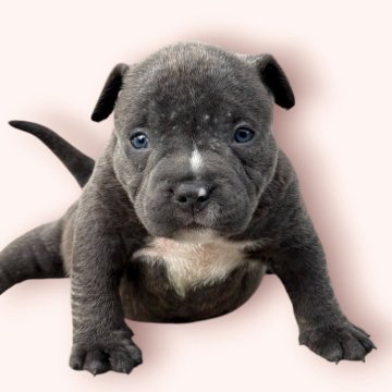 アメリカンブリー【香川県・女の子・2025年9月27日・ブルー】の写真「大人気のブルーです✨✨」