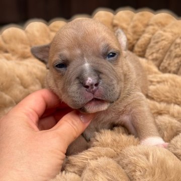 アメリカンブリー【香川県・女の子・2025年10月17日・フォーン】の写真「ポケットタイプになります。」