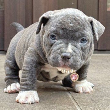 アメリカンブリー【香川県・女の子・2025年9月27日・ブルー】の写真「大人気のブルーです✨✨」