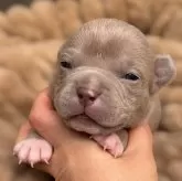 アメリカンブリー