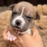 アメリカンブリー