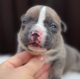 アメリカンブリー