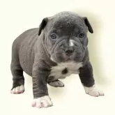 アメリカンブリー