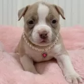 アメリカンブリー