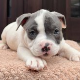 アメリカンブリー