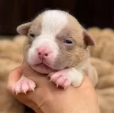 アメリカンブリー